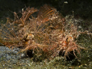 Pteroidichthys amboinensis (Ambon scorpionfish) -couple- by Alex Varani 